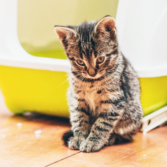 Do not go on social media to resolve a litter box issue