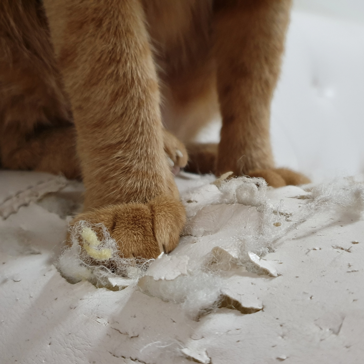 Cat Scratching Solutions For Protecting Furniture From Damage photo