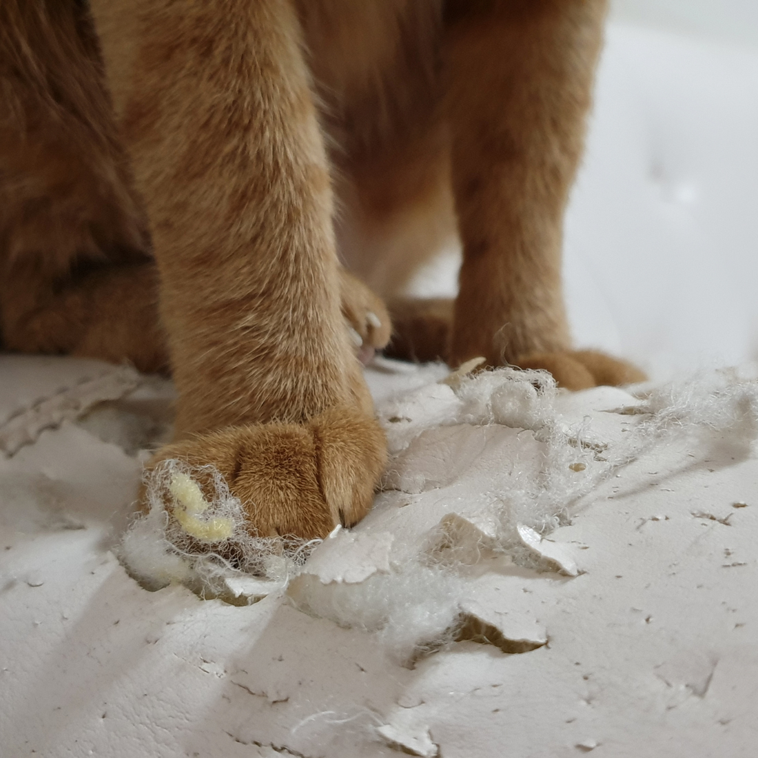 Protecting Your Furniture: How To Prevent Cat Scratching